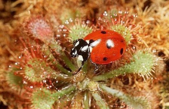 6大食肉植物吃掉动物瞬间！看完整个人都不好了
