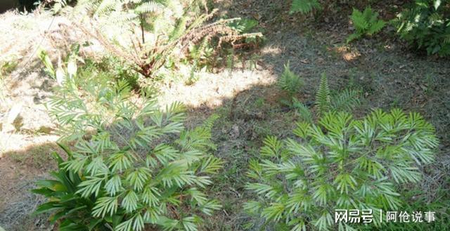 曾宣布灭绝！2021年云南农民干活时发现养了20年后主动上交